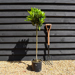 Bay Tree | Laurus nobilis - Clear Stem 70cm - Height 100-110cm - 7lt