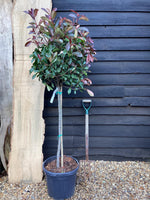 Photinia Red Robin | Christmas berry 'Red Robin' - Girth 8cm - 160cm, 30lt