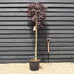 Acer palmatum 'Tamukeyama' | Purple Threadleaf Japanese maple -Three Quarter Standard - Clear Stem 160cm - Height 180-190cm - 30lt