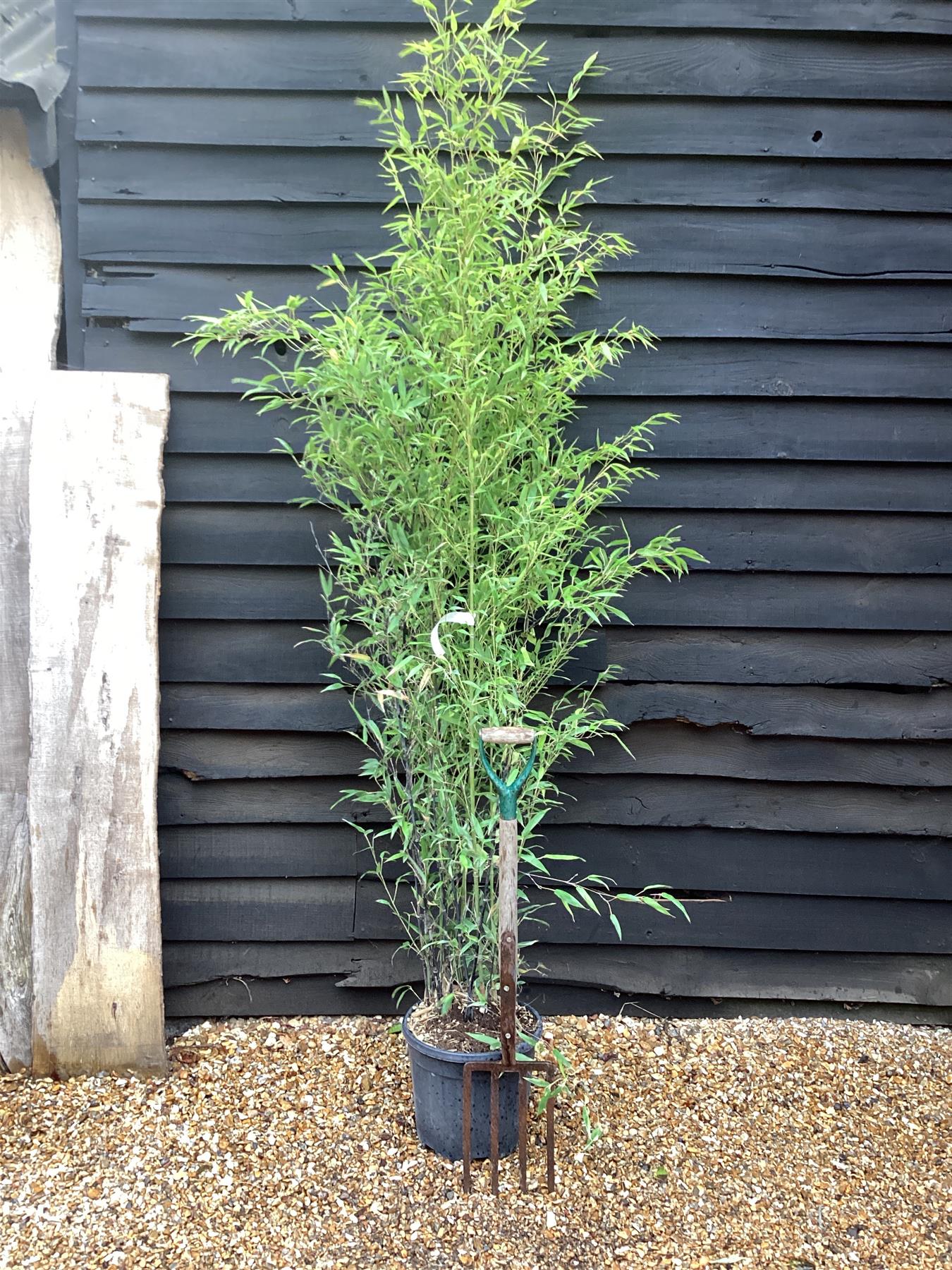 Phyllostachys nigra | Black Bamboo - Height 180-200cm