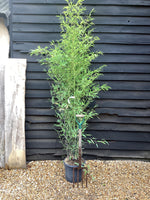 Phyllostachys nigra | Black Bamboo - Height 180-200cm - 12lt