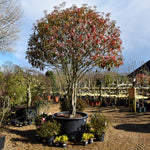 Photinia Red Robin | Christmas berry 'Little Red Robin' - Multi Stem - 375-385cm, 500lt