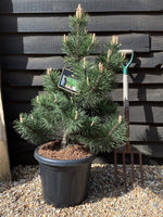 Pinus Mugo La Cabana | La Cabana Mugo Pine - 100-120cm - 25lt