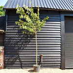 Kanzan Flowering Cherry | Prunus serrulata - Clear Stem - Height 250-300cm - Girth 6-8cm - 45lt