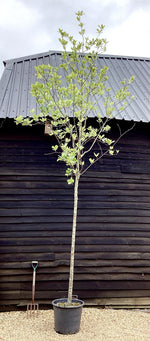 Sorbus Aucuparia | European Mountain Ash Clear Stem - 475cm - 110lt