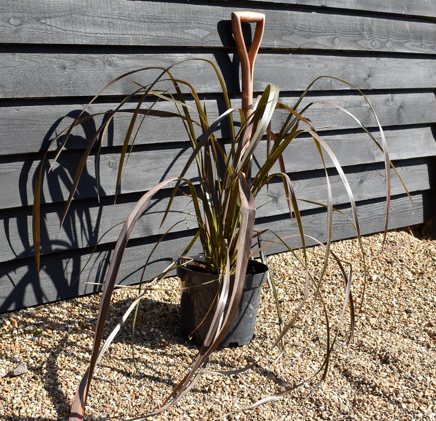 Phormium tenax 'Purpureum' - Height 60-80cm - 10lt