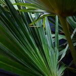 Trachycarpus fortunei - Stem 70-80cm - Height 160-170cm - 35lt
