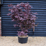 Japanese Maple | Acer palmatum 'Bloodgood' - Bushy - Height 180-200cm - 90lt