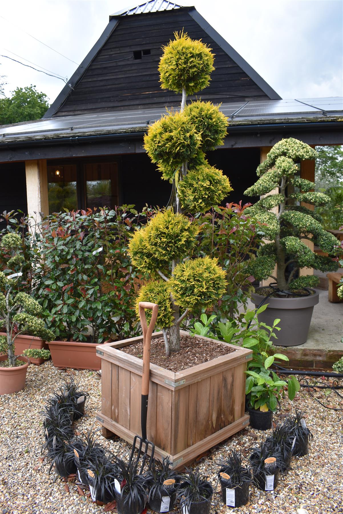thuja bonsai tree Thuja occidentalis - Yellow Ribbon - Bonsai - 230cm