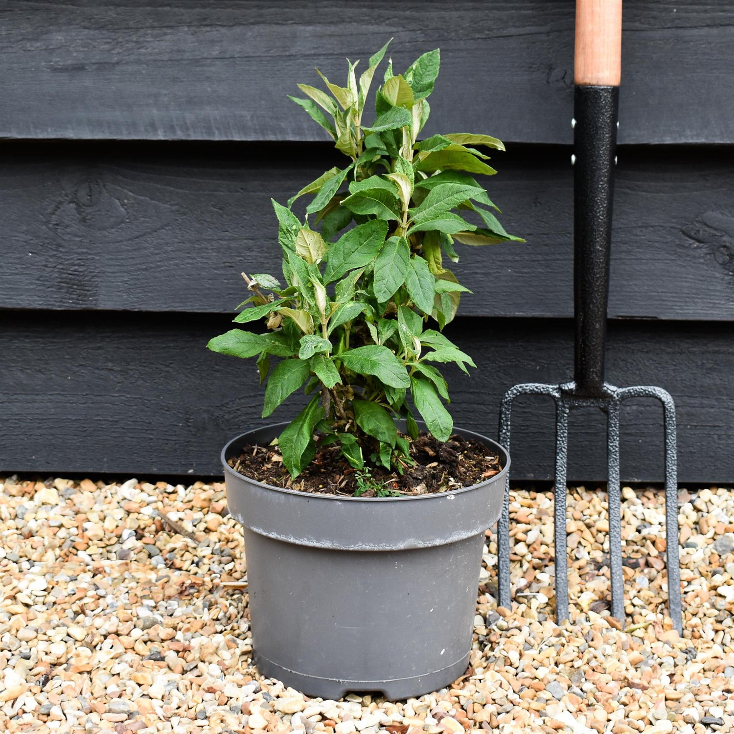 Buddleja 'Butterfly Candy Little Pink' | Butterfly Candy Little Pink Height 10-20cm - 4lt