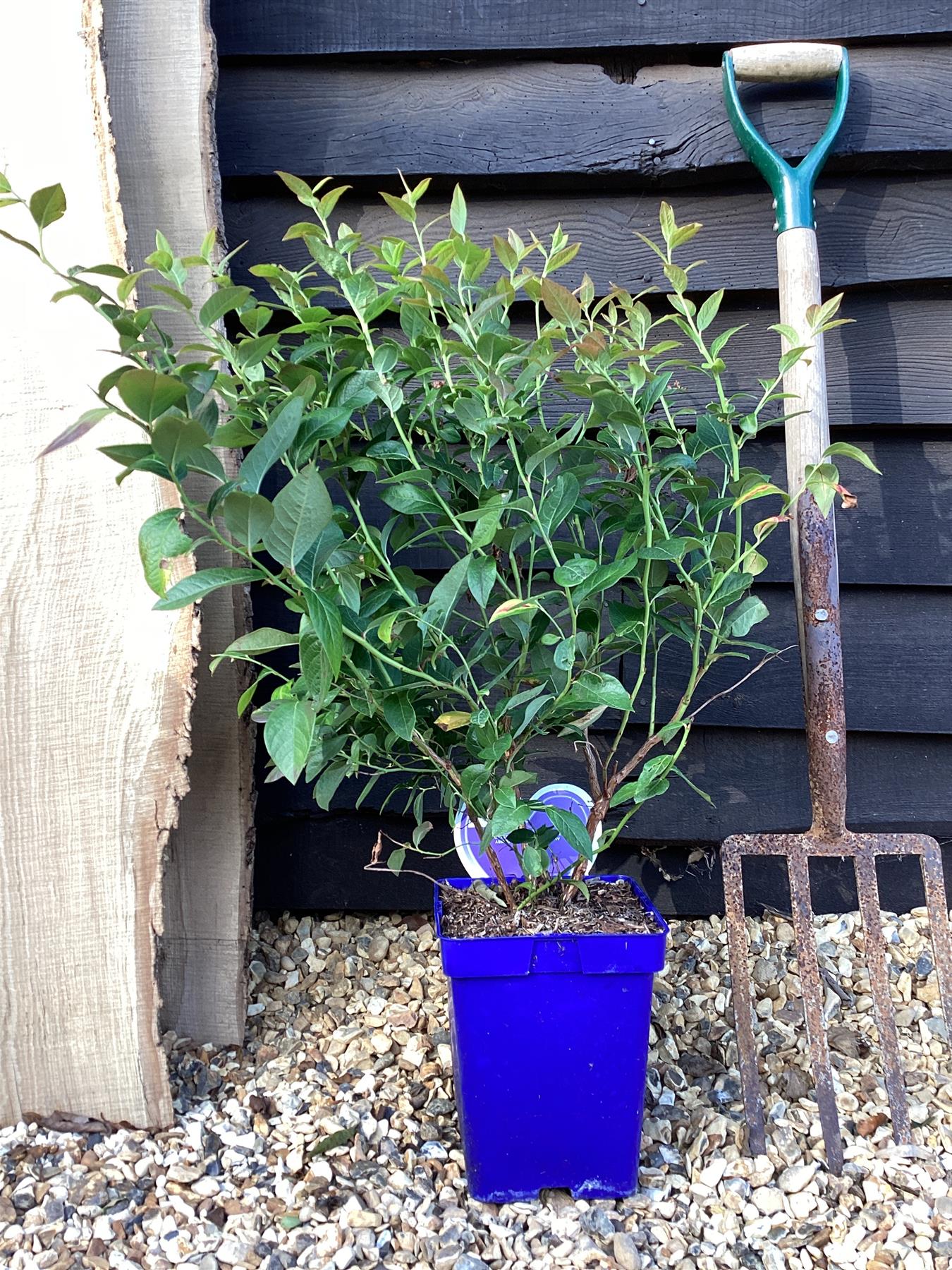 Vaccinium corymbosum 'Brigitta Blue' | Blueberry 'Brigitta'