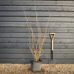 Corylus avellana 'Twister' | Corkscrew Hazel -Shrub - Height 150-160cm - 15lt