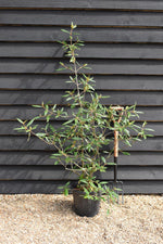 Viburnum Pragense - 90-120cm, 15lt