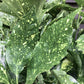 Aucuba japonica 'Variegata' | Spotted Laurel - Height 70-110cm - 10lt
