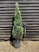 Cupressus arizonica var. glabra 'Glauca' | Arizona cypress 'Glauca' - 150-160cm, 25lt
