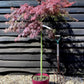 Acer palmatum 'Garnet' 1/2 std | Japanese maple 'Garnet', Clear Stem - 90-100cm - 15lt