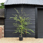 River Birch 'Heritage' | Black Birch Cully | Betula Nigra - Height - 500-550cm - Girth 8-10cm - 45lt