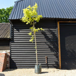 Robinia Pseudoacacia Frisia - Clear Stem 210cm - Girth 12-14cm - Height 380-400cm - 70lt