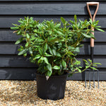 Rhododendron 'Virginia Richards' - Shrub - Height 30-40cm - 20lt