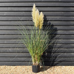 Cortaderia selloana Pumila - Pampas Grass - Height 160-200cm - 10lt