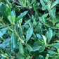 Azalea Japonica | Rhododendron - Ball -  Height 80cm - Width - 100cm - 85lt