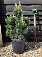 Pinus mugo 'Gnom' | Dwarf mountain pine - 55-70cm -18lt