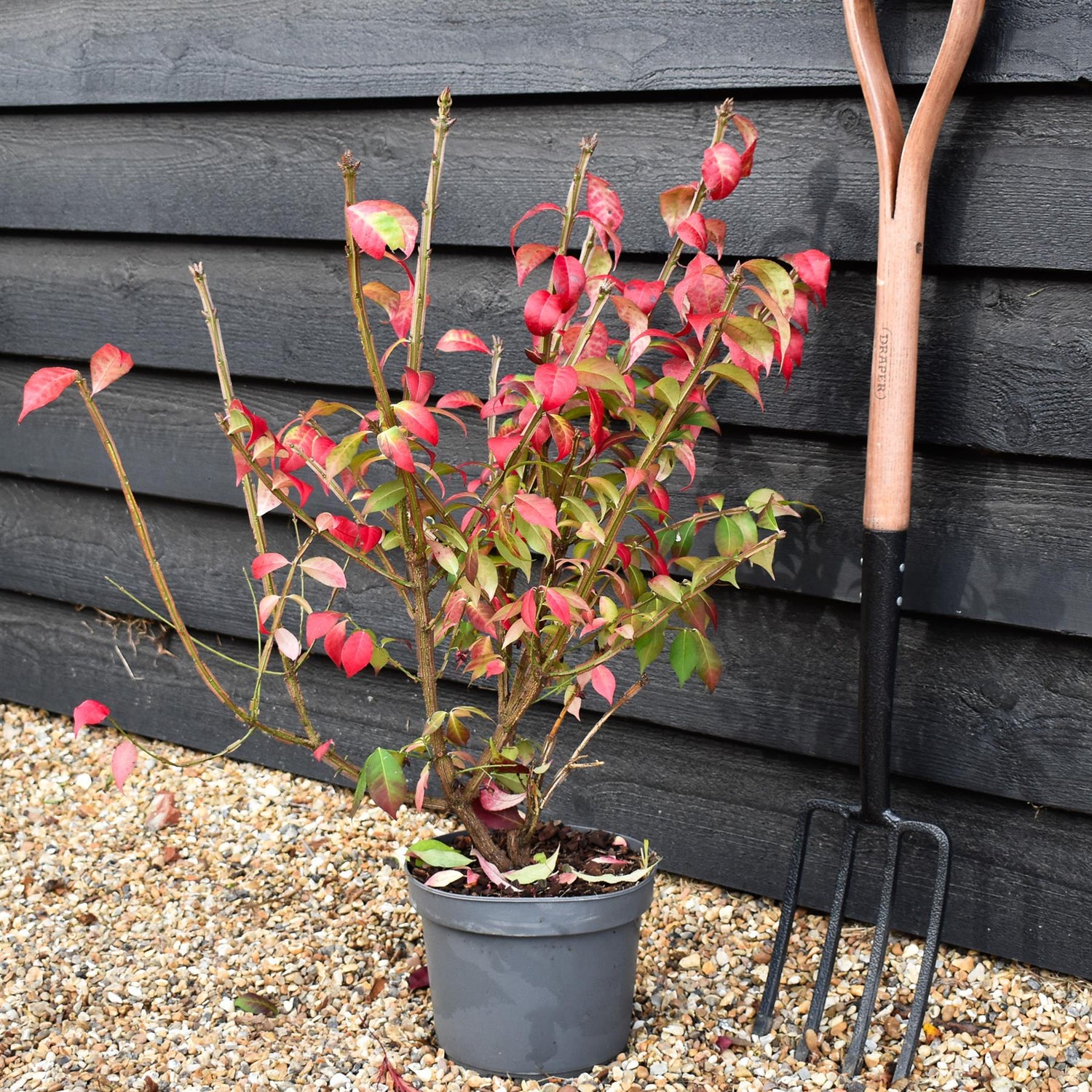 Winged Spindle Tree | Euonymus Alatus - Height 60-80cm - 5lt