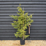Cuprocyparis leylandii - Conifer - Height 170-180cm - 12lt