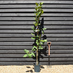 Magnolia x soulangeana | Saucer magnolia - Height 160-200cm - 10lt