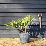 Eriobotrya japonica Shrub| Loquat, Japanese medlar - Low Shrub - Height 50-70cm - 25lt