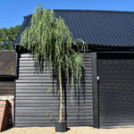 Salix Babylonica Aurea | Golden Weeping Willow - Clear Stem 200cm - Girth 8-10cm - Height 350-400cm - 70lt