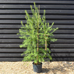 Larix decidua - European Larch - Height 90-120cm - 12lt