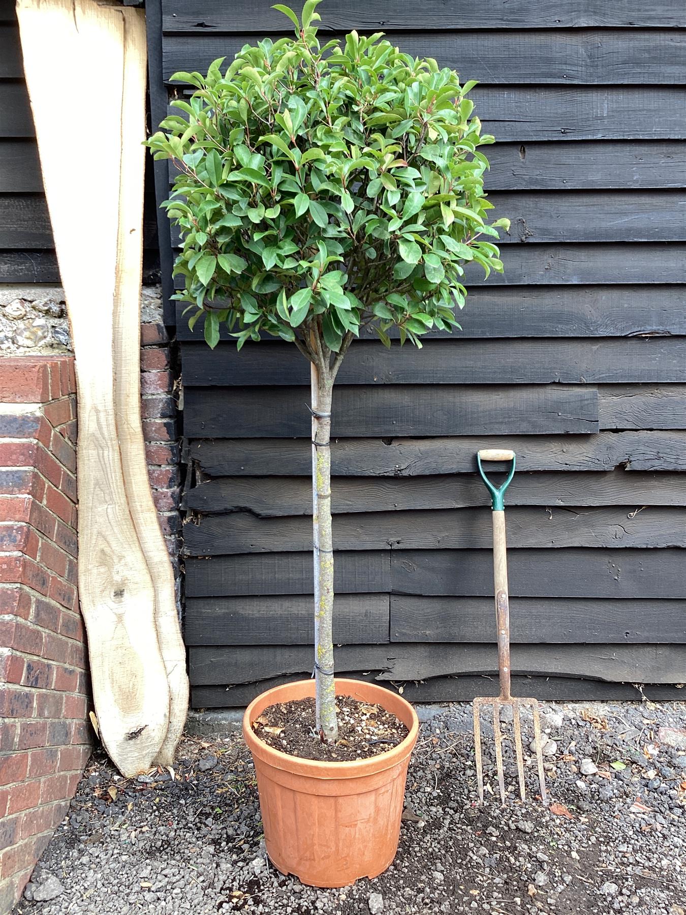 Photinia Red Robin | Christmas berry 'Red Robin' - 1/2 std Clear Stem - 160-180cm, 35lt