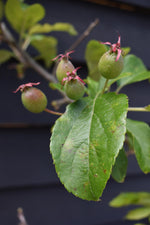 Malus Fruitilicious | Culinary Crab Apple Tree - Clear Stem - Height 150-180cm -20lt