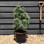 Japanese white pine | Pinus parviflora 'Ara kawa' - Height 70-90cm - Width 40-50cm - 12lt