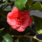 Camellia Lady Campbell -  60-70cm - 12lt