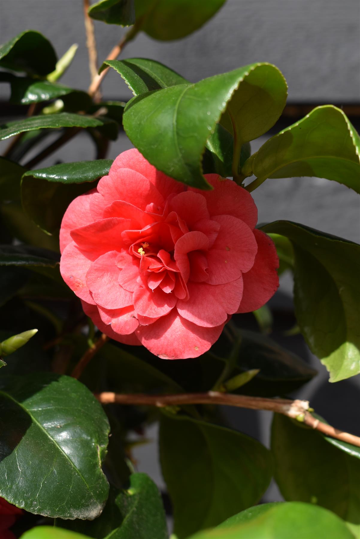 Camellia Lady Campbell -  60-70cm - 12lt