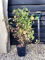 Cornus alba 'Midwinter Fire' | White dogwood 'Midwinter Fire' - 40-70cm, 5lt
