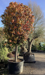 Liquidambar styraciflua 'Gum Ball' | Sweet gum 'Gum Ball' - 280-300cm 350lt