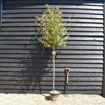 Hoheria sexstylosa Snow White | Ribbonwood - Clear Stem - Girth 8-10cm - Height 200-250cm - 20lt