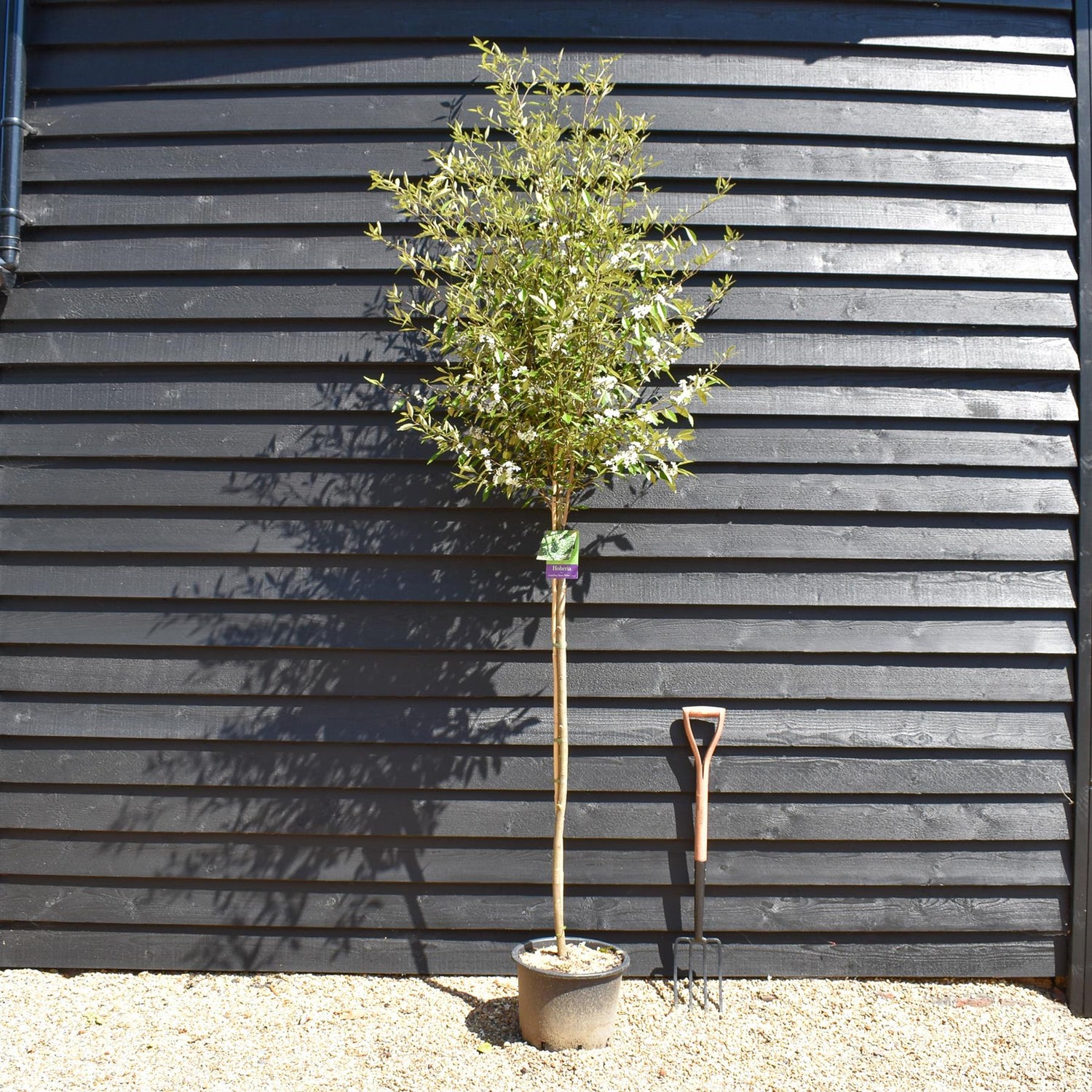 Hoheria sexstylosa Snow White | Ribbonwood - Clear Stem - Girth 8-10cm - Height 200-250cm - 20lt