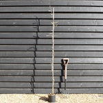 Wisteria floribunda ' Domino ' - Cane - Height 150-200cm - 3lt