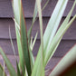 Phormium tenax | New Zealand Flax - 70-80cm - 7lt
