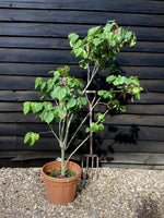 Cercis chinensis 'Avondale' - 100-120cm, 20lt