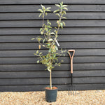 Apple tree 'Fiesta' | Malus domestica - M26 - Semi-Dwarfing - Height 160-180cm - 12lt