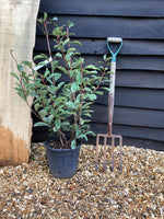 Photinia Louise - 150-180cm, 7.5lt
