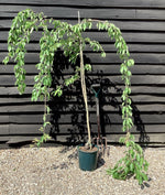 Prunus Yedoensis Shidare-Yoshino | Yoshino cherry 'Shidare-Yoshino' - Height 180-220cm - 12lt
