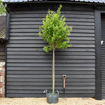 Prunus 'Umineko'| Japanese Flowering Cherry - Clear Stem 170cm - Girth 10-12cm - Height 300-320cm - 45lt