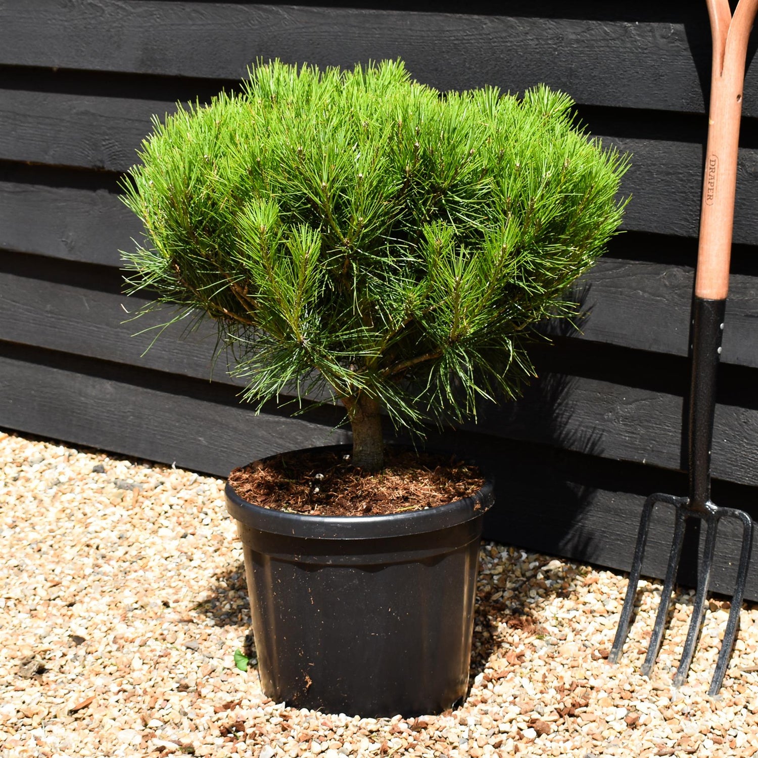 Pinus densiflora 'Alice Verkade' - Clear Stem 5cm - Girth 8-10cm - Height 40-50cm - Width 40-50cm - 20lt