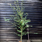 Cotoneaster x watereri - 200-220cm - 10lt